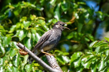 White-cheeked Starling 金井公園 Sat, 8/1/2020