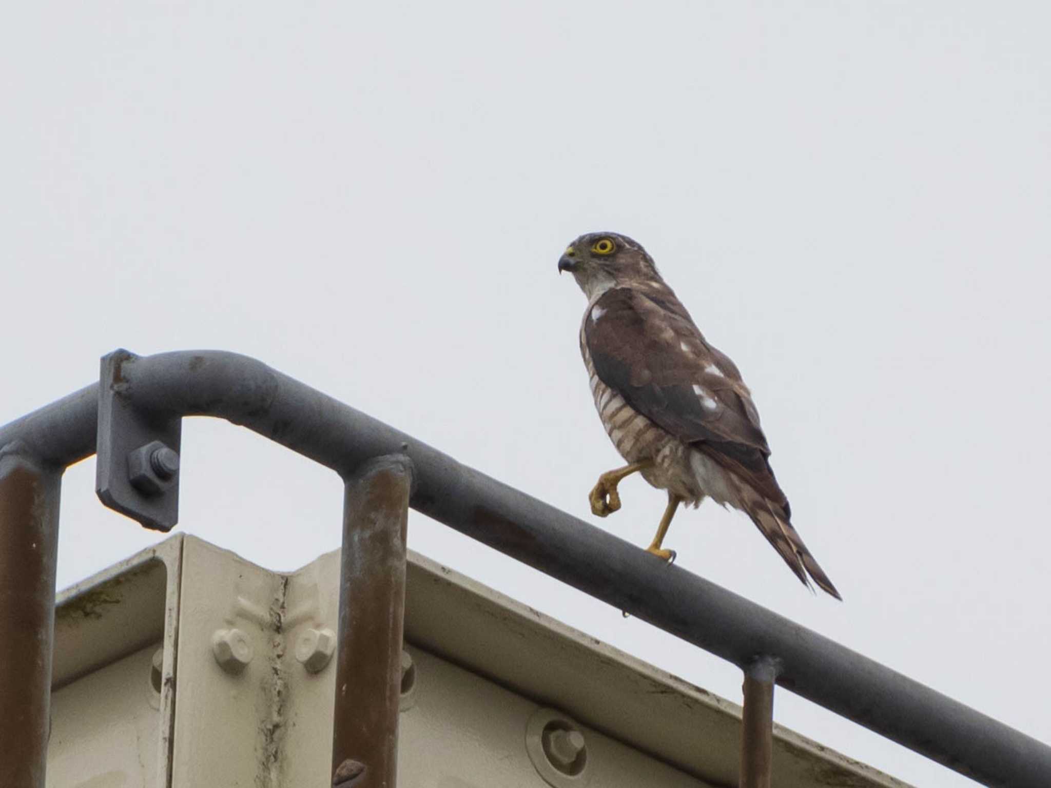 Japanese Sparrowhawk