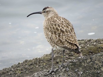 チュウシャクシギ 東京港野鳥公園 2019年4月27日(土)