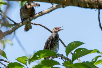 Brown-eared Bulbul 金井公園 Sat, 8/1/2020