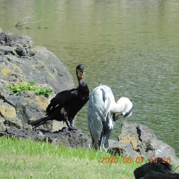 アオサギ 浜離宮恩賜庭園 2020年8月1日(土)