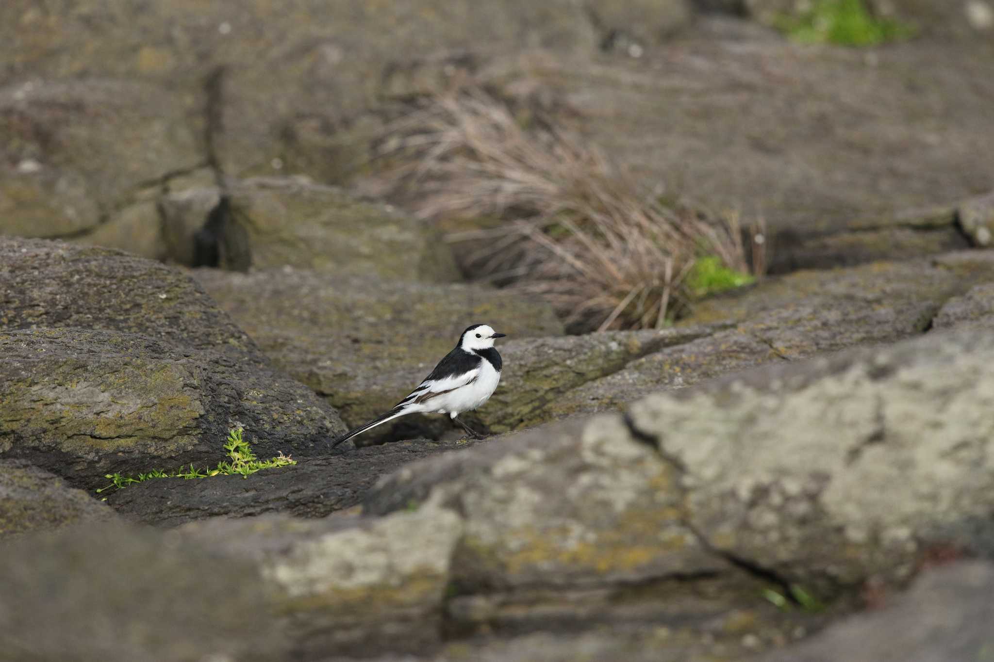 White Wagtail(leucopsis)