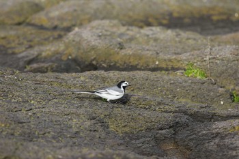 タイワンハクセキレイ 舳倉島 2016年5月6日(金)