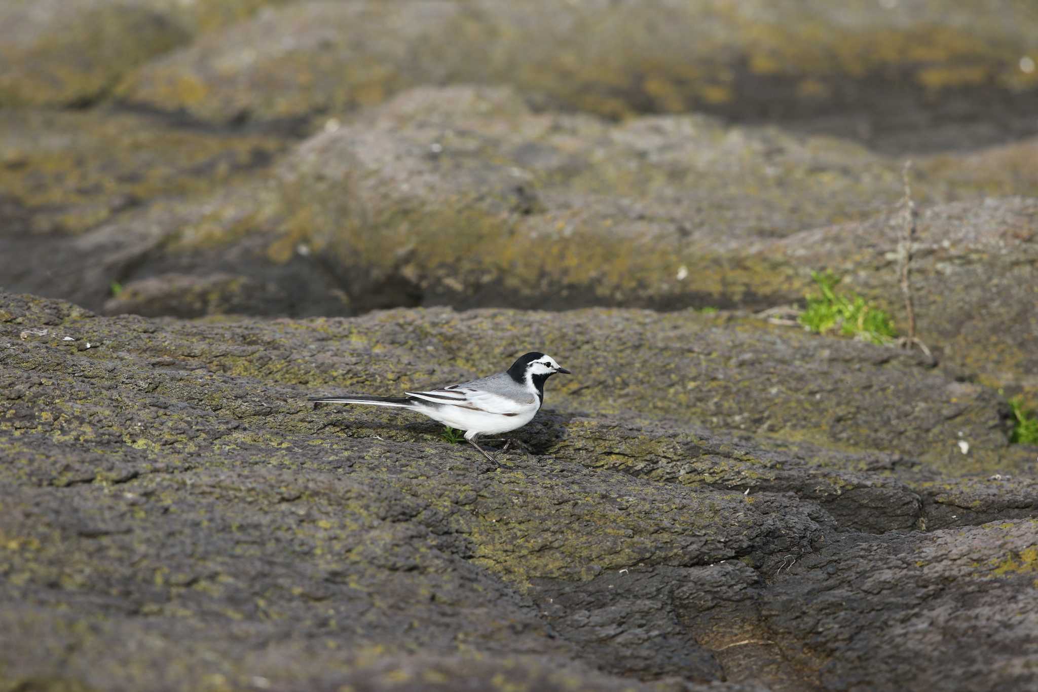 White Wagtail(ocularis)