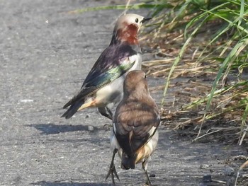 Chestnut-cheeked Starling 石狩川堤防 Wed, 5/25/2016