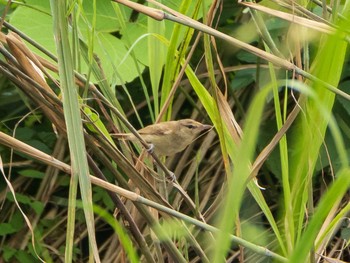 Oriental Reed Warbler 荒川生物生態園(東京都板橋区) Fri, 7/24/2020