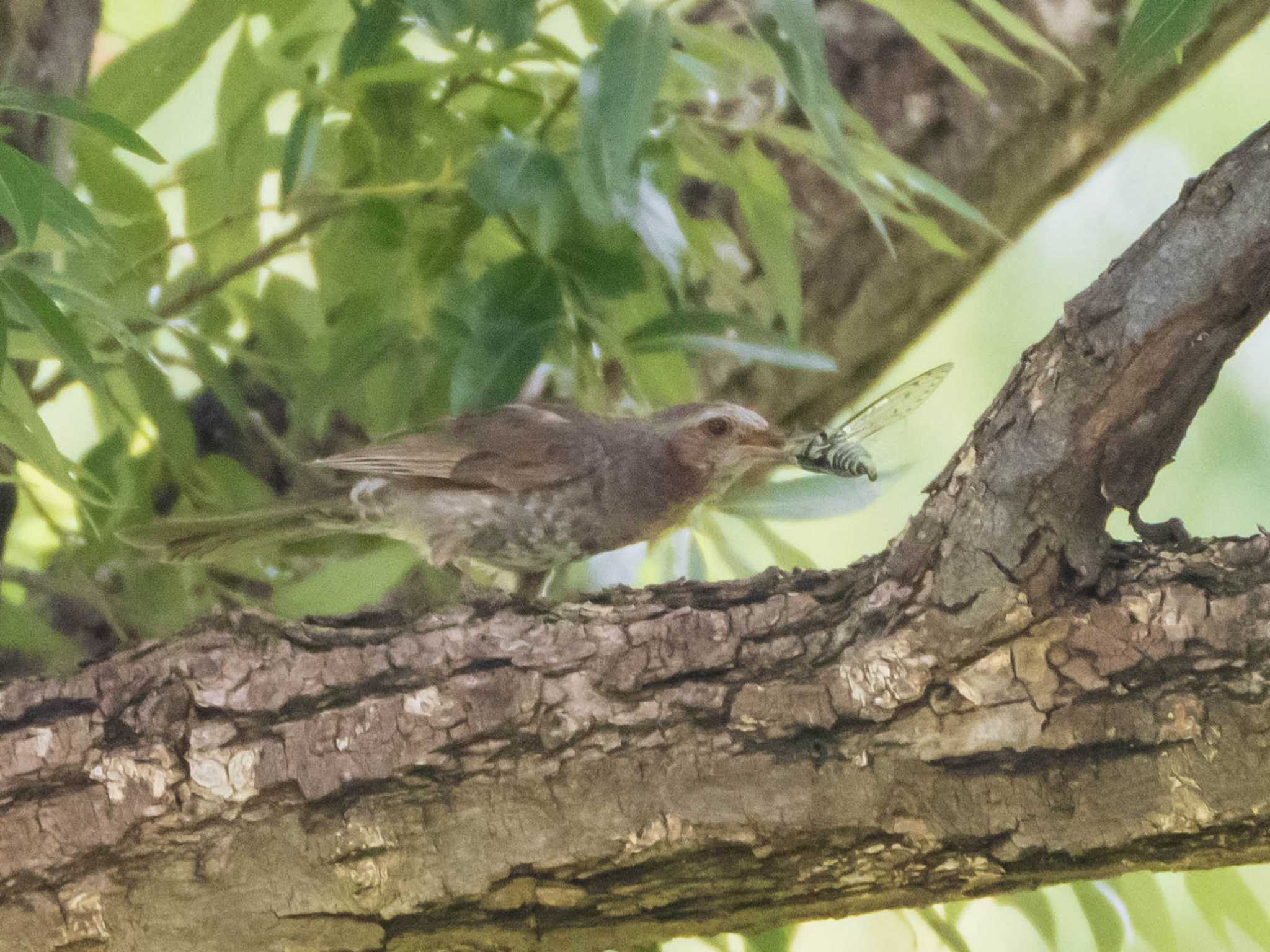 Brown-eared Bulbul