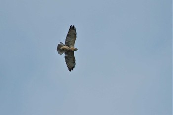 2007年9月16日(日) 小笠原諸島の野鳥観察記録