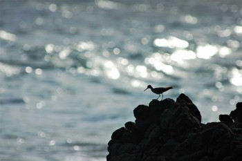 キアシシギ 小笠原諸島 2007年9月16日(日)