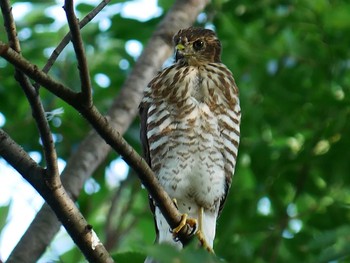 Japanese Sparrowhawk さいたま市 Sat, 8/1/2020