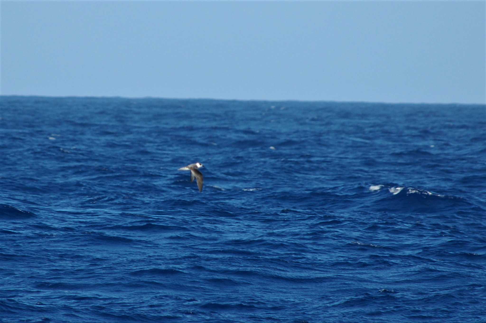 Photo of Bonin Petrel at Ogasawara Islands by Semal