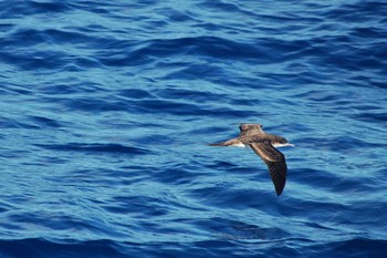 Wedge-tailed Shearwater 小笠原諸島航路 Tue, 9/18/2007