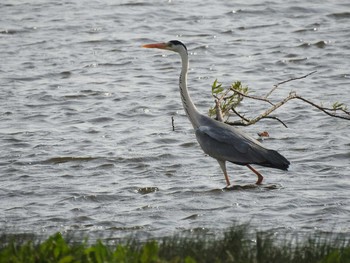 Grey Heron 石狩川流域湖沼群 Wed, 5/25/2016