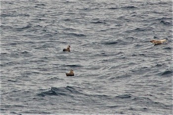 Pomarine Jaeger 大洗-苫小牧航路 Tue, 9/16/2008