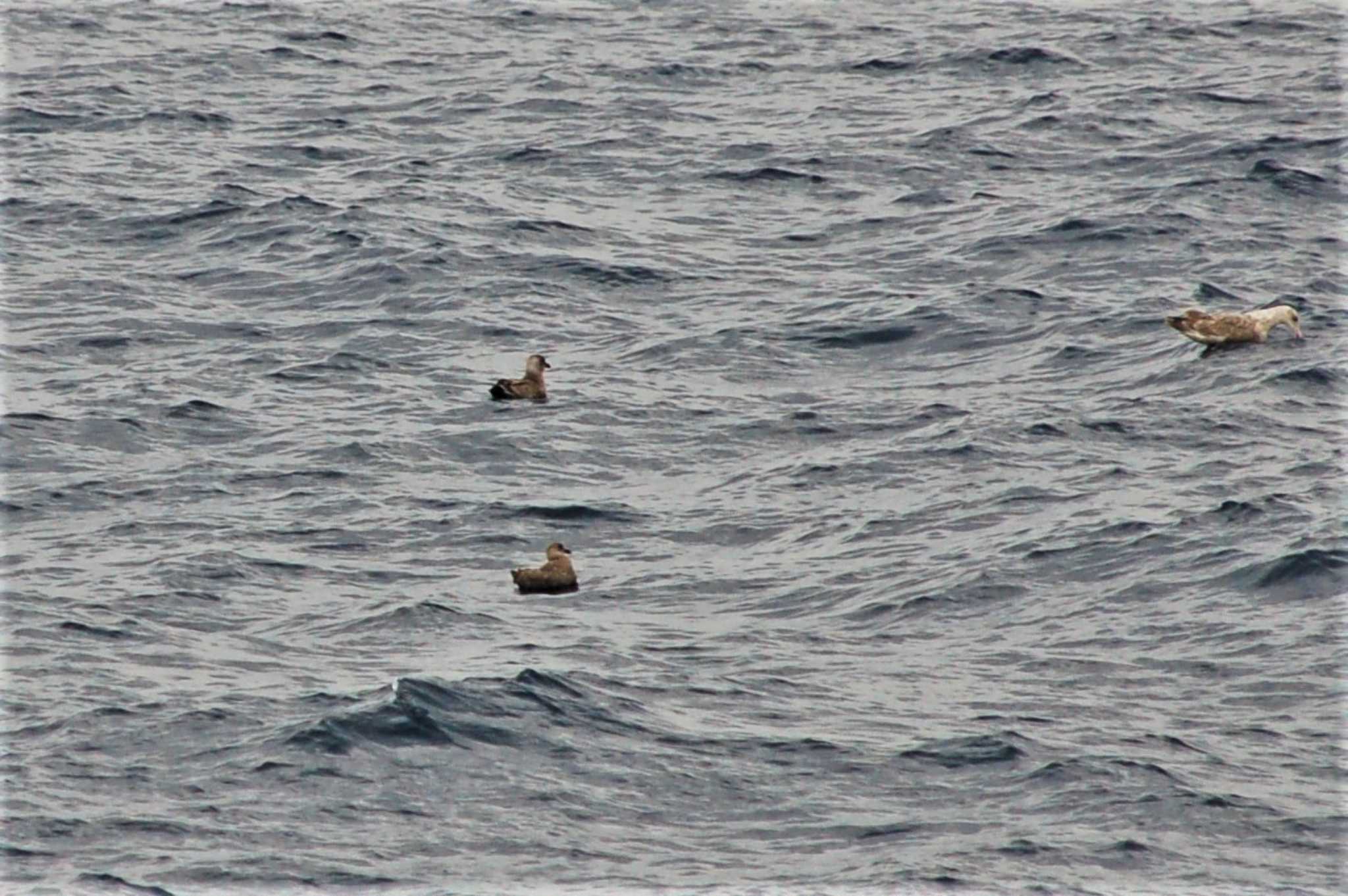 Photo of Pomarine Jaeger at 大洗-苫小牧航路 by Semal