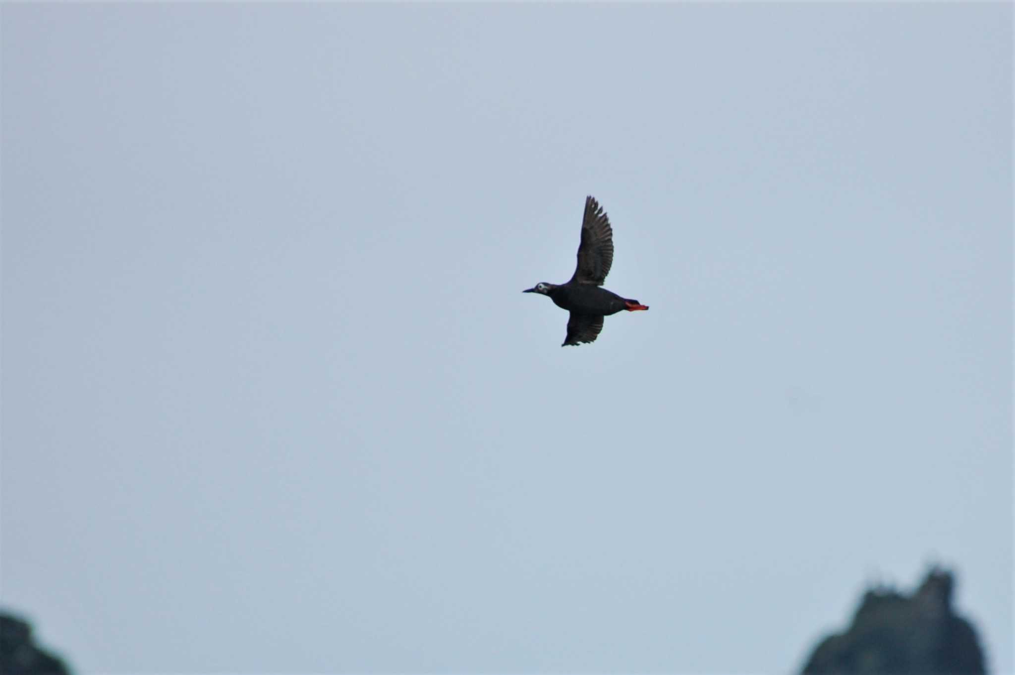 Photo of Spectacled Guillemot at Teuri Island by Semal