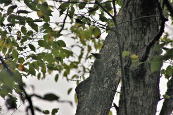 ヤマゲラ 野幌森林公園 2008年9月7日(日)