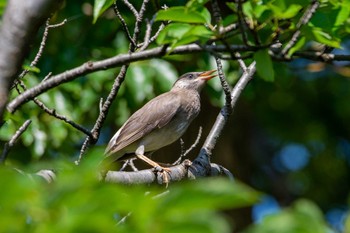 White-cheeked Starling 金井公園 Sat, 8/1/2020