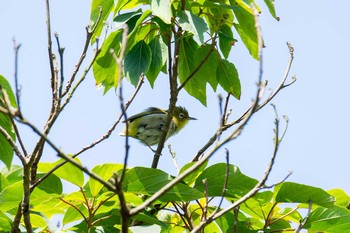 Warbling White-eye 夫婦池公園 Sat, 8/1/2020