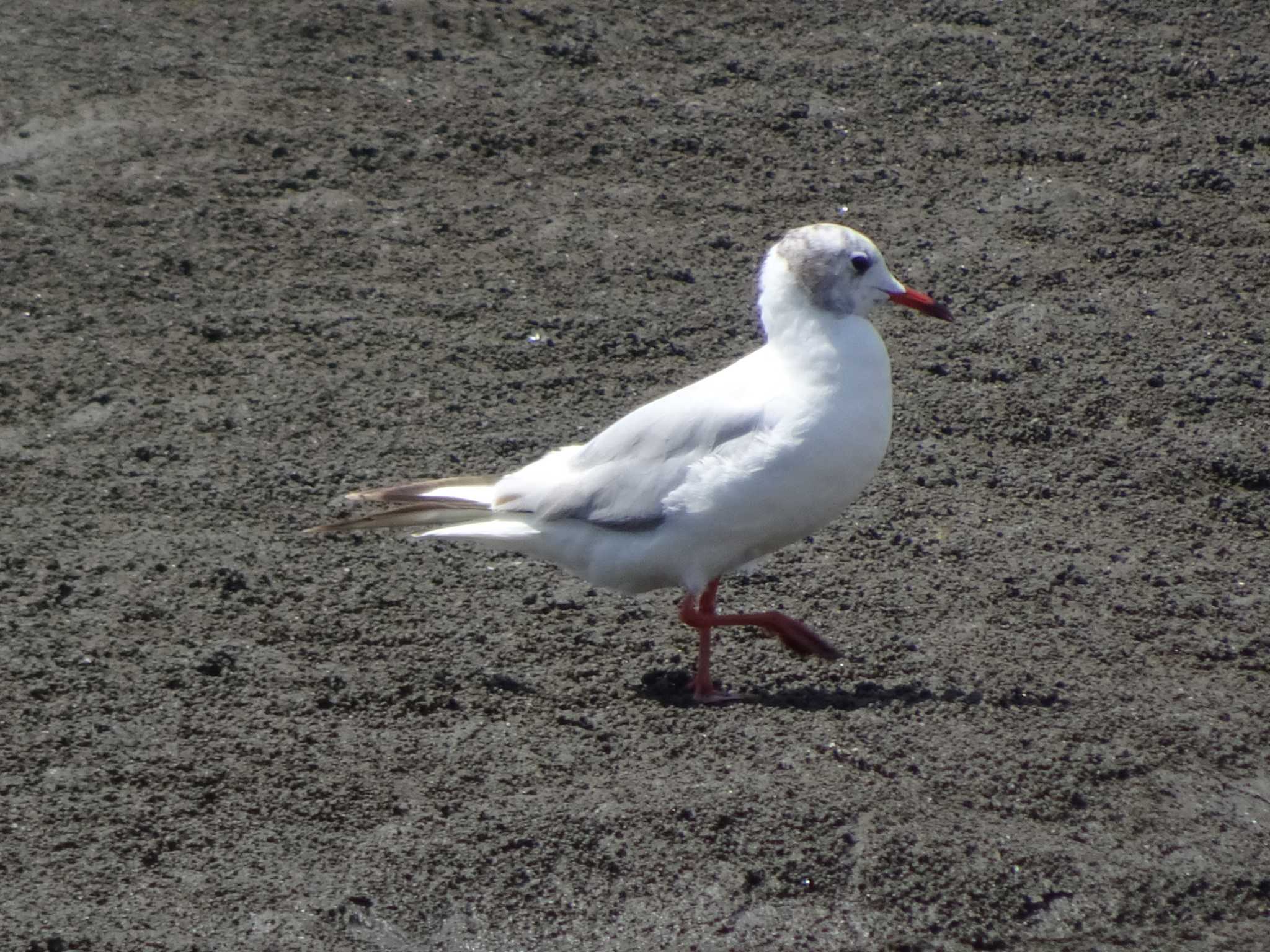 ユリカモメ