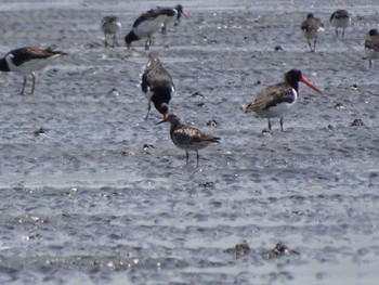 2020年8月1日(土) ふなばし三番瀬海浜公園の野鳥観察記録