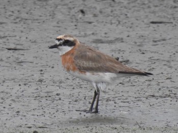 Sat, 8/1/2020 Birding report at 六郷橋緑地