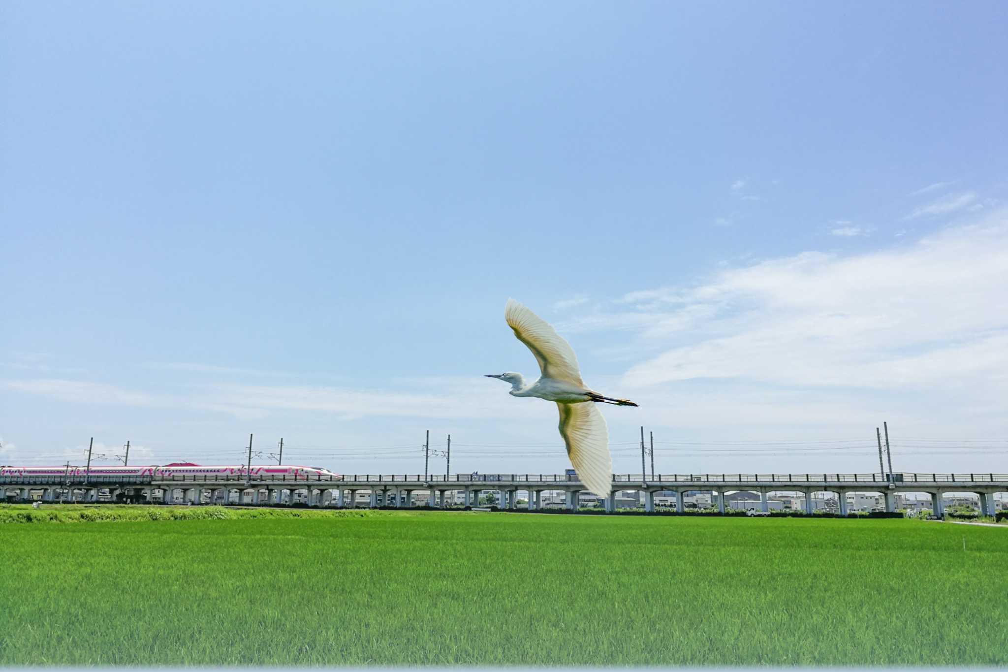 明石市大久保町 チュウサギの写真 by ときのたまお