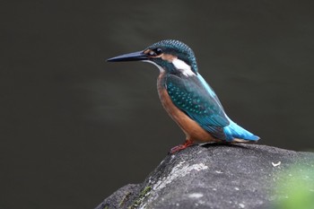 Common Kingfisher Yatoyama Park Tue, 7/21/2020