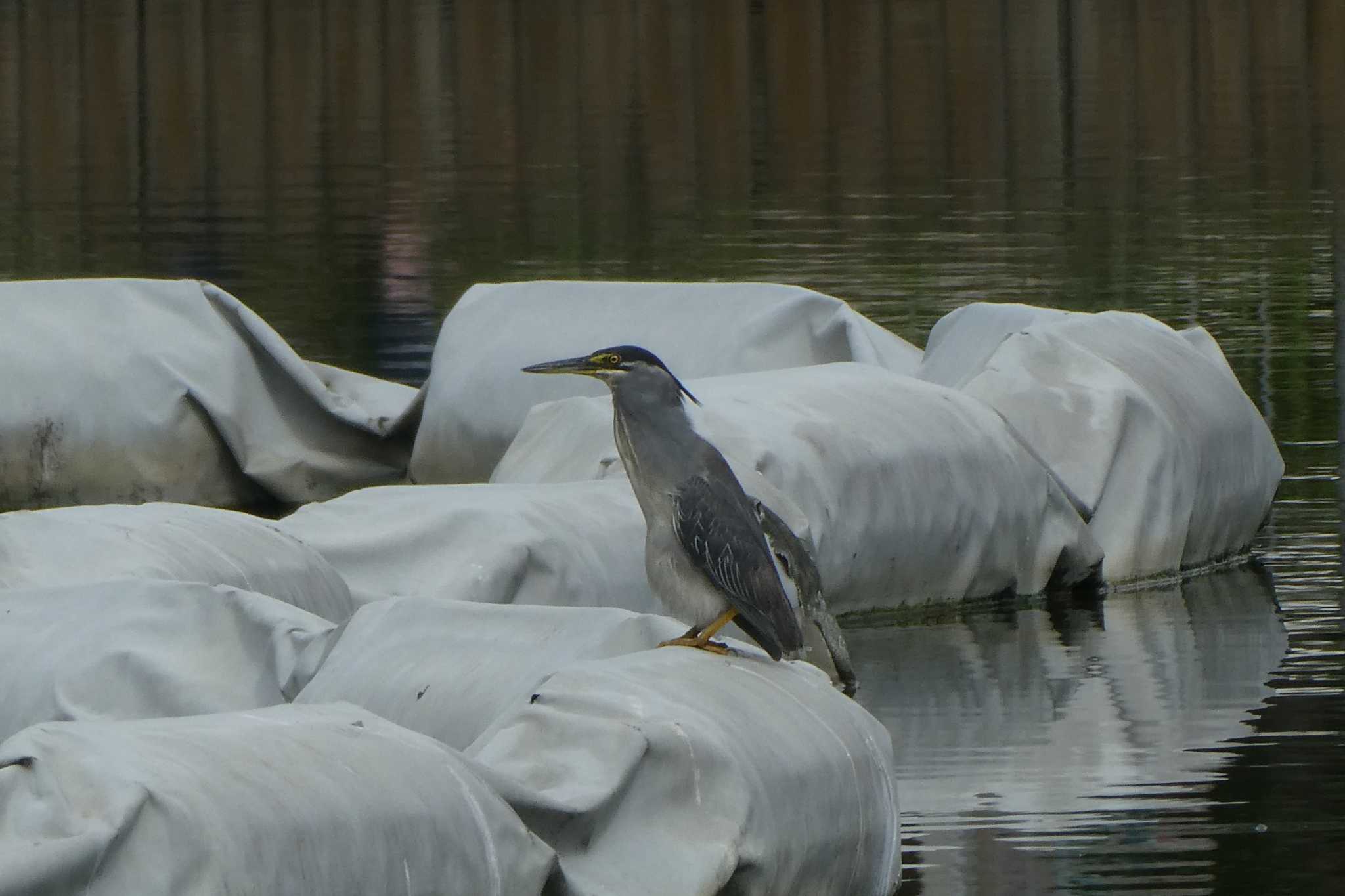 Photo of Striated Heron at Ukima Park by Kirin-Kita