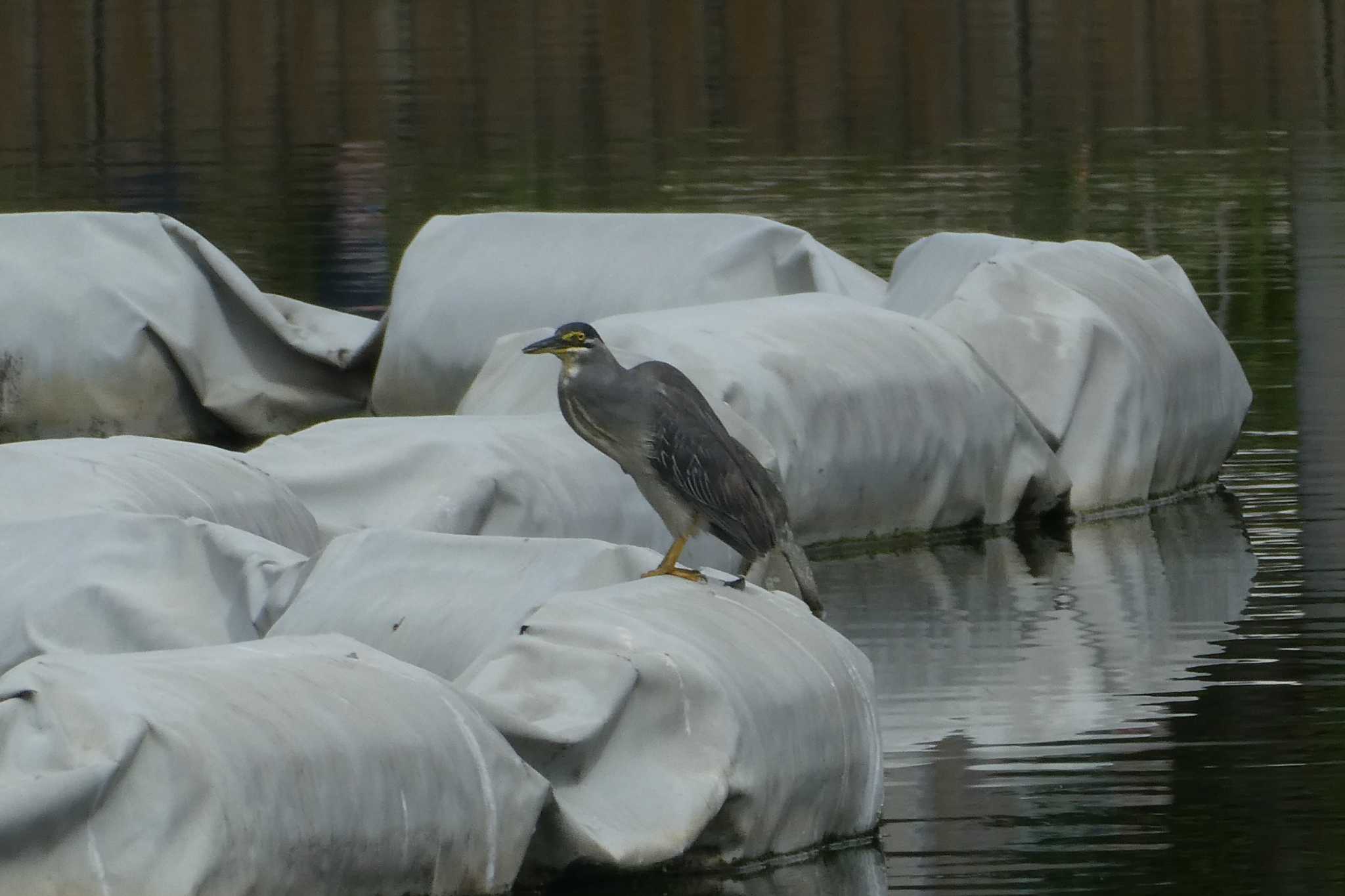 Photo of Striated Heron at Ukima Park by Kirin-Kita