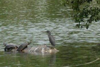 Striated Heron Ukima Park Sun, 8/2/2020