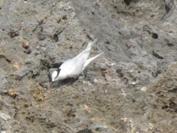 Black-naped Tern Yoron Island Fri, 7/31/2020