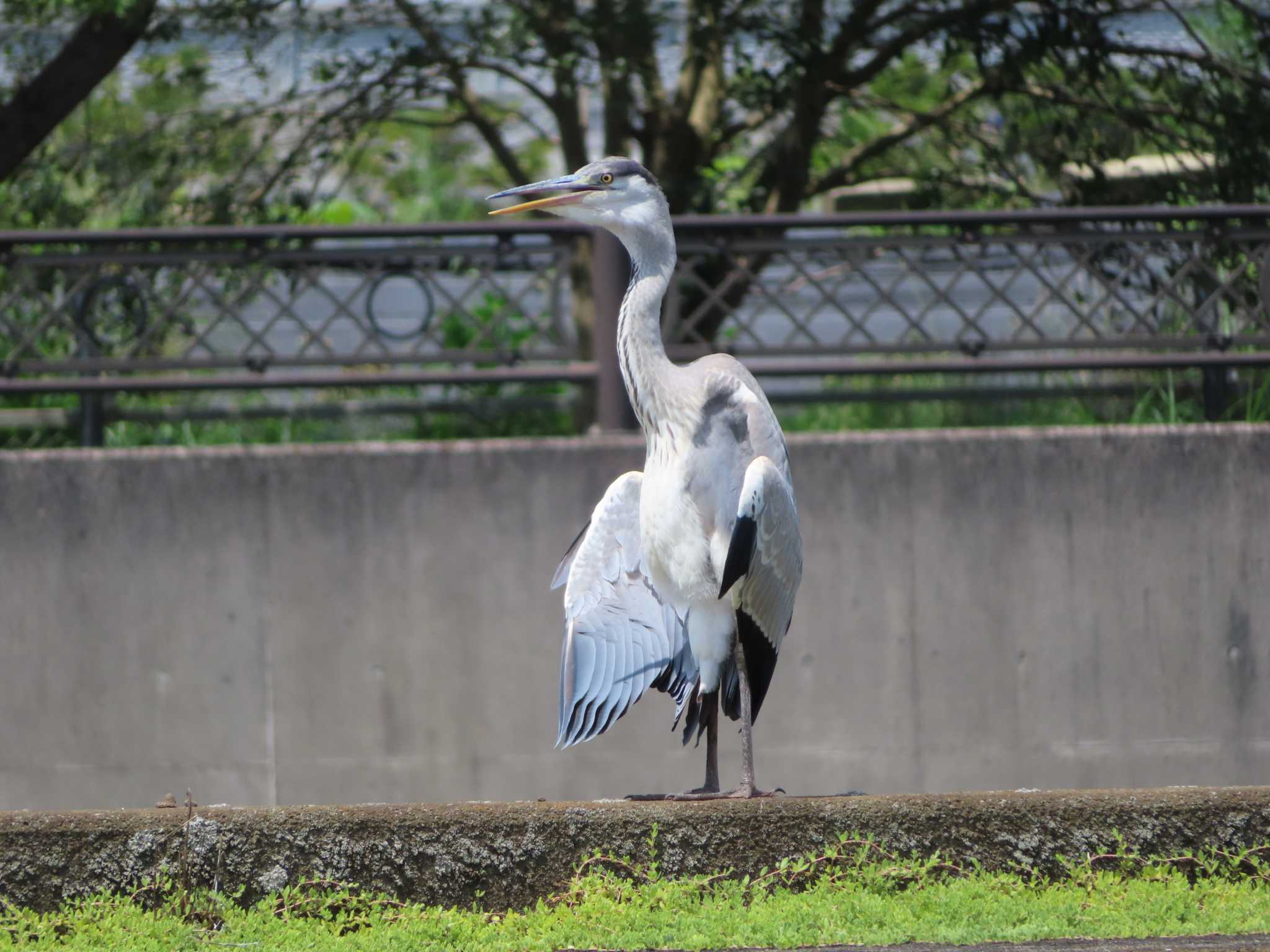 アオサギ