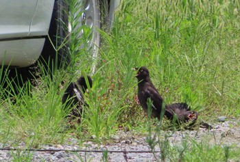 2020年8月2日(日) 柏尾川の野鳥観察記録