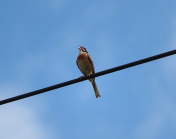 2020年8月2日(日) 境川遊水地公園の野鳥観察記録