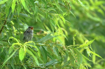 Japanese Bush Warbler 淀川河川公園 Wed, 7/29/2020
