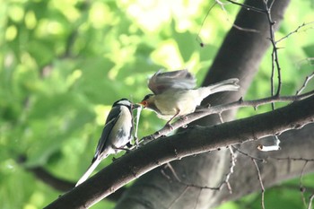 シジュウカラ 江戸川 2016年5月24日(火)