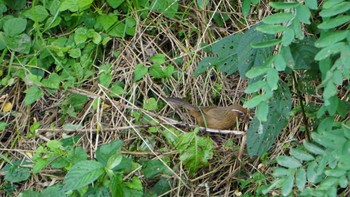 2020年8月2日(日) 浅羽ビオトープの野鳥観察記録