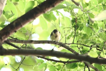 シジュウカラ 江戸川 2016年5月24日(火)