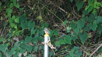 Common Kingfisher Asaba Biotope Sun, 8/2/2020