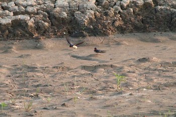 ツバメ 江戸川 2016年5月24日(火)