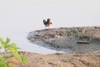 ツバメ 江戸川 2016年5月24日(火)