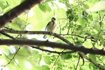 シジュウカラ 江戸川 2016年5月24日(火)