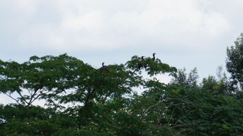 Great Cormorant Asaba Biotope Sun, 8/2/2020