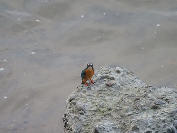 Common Kingfisher 広瀬川 Sun, 8/2/2020