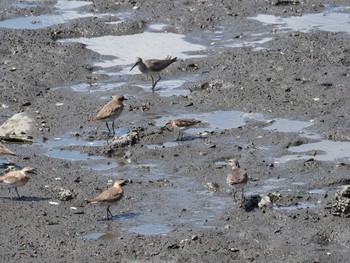 2020年8月1日(土) 谷津干潟の野鳥観察記録