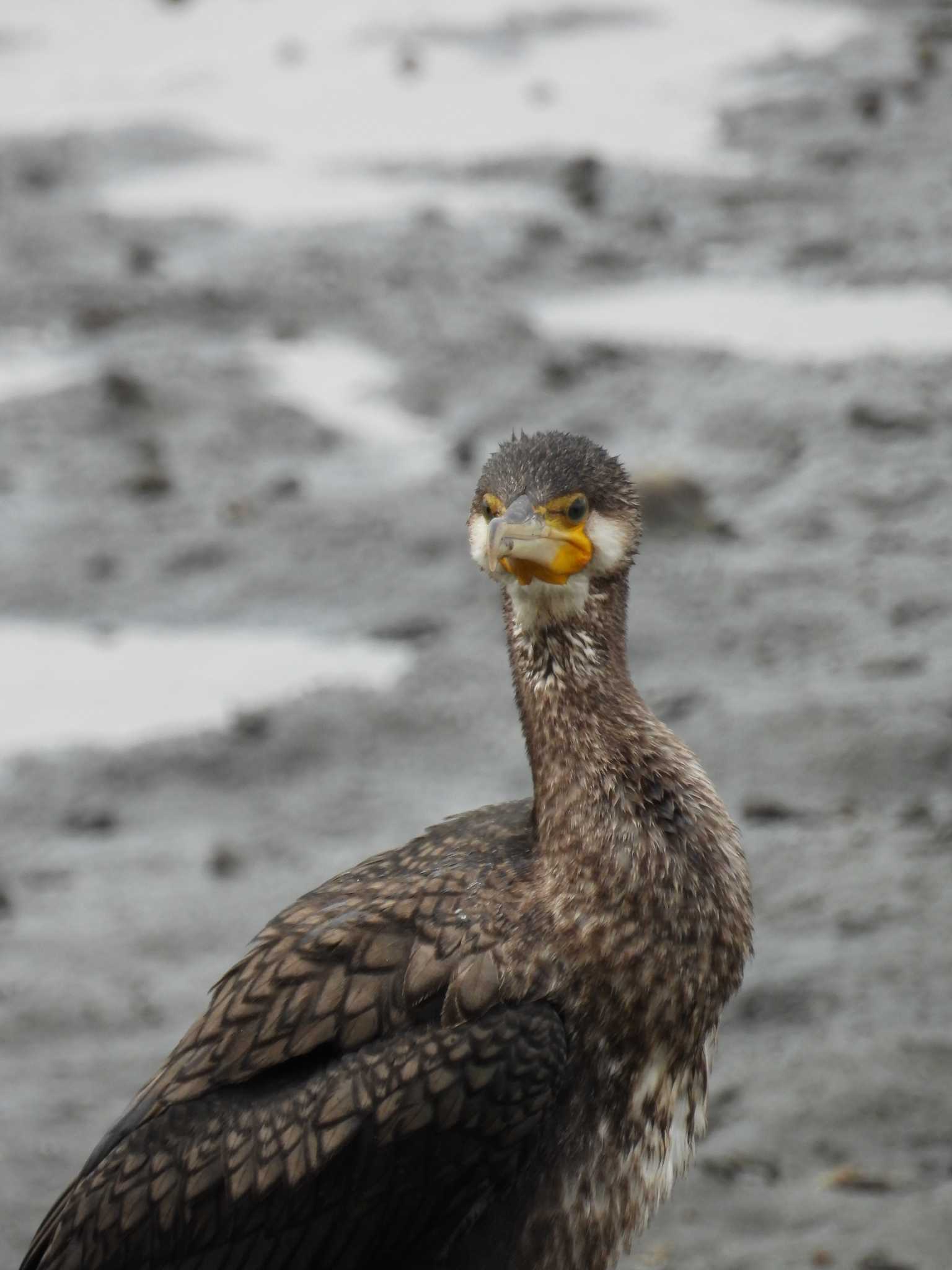 谷津干潟 カワウの写真 by YK