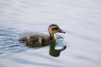 カルガモ 都立浮間公園 2020年8月2日(日)