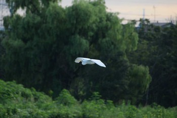 ダイサギ 多摩川二ヶ領宿河原堰 2020年8月2日(日)