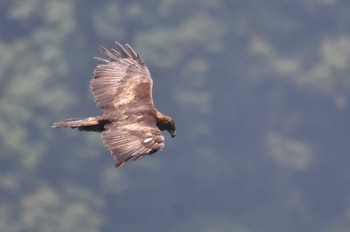 2020年8月1日(土) 伊吹山の野鳥観察記録